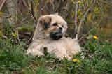 LHASSA APSO 258